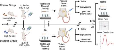 Long-term sensorimotor changes after a sciatic nerve block with bupivacaine and liposomal bupivacaine in a high-fat diet/low-dose streptozotocin rodent model of diabetes